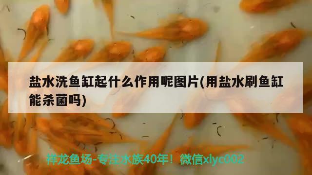 鹽水洗魚缸起什么作用呢圖片(用鹽水刷魚缸能殺菌嗎)