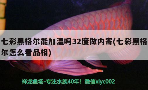 七彩黑格爾能加溫嗎32度做內(nèi)寄(七彩黑格爾怎么看品相) 觀賞魚(yú)