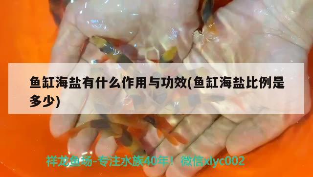 魚缸海鹽有什么作用與功效(魚缸海鹽比例是多少)