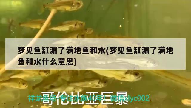 夢見魚缸漏了滿地魚和水(夢見魚缸漏了滿地魚和水什么意思)