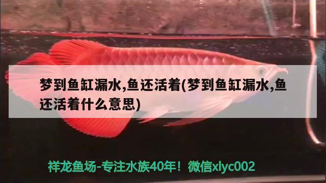 夢(mèng)到魚(yú)缸漏水,魚(yú)還活著(夢(mèng)到魚(yú)缸漏水,魚(yú)還活著什么意思)