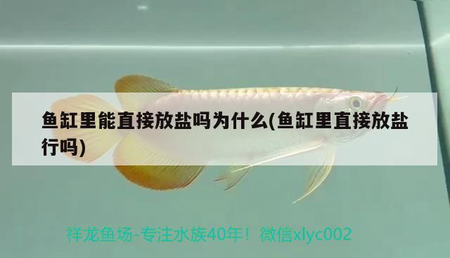 魚缸里能直接放鹽嗎為什么(魚缸里直接放鹽行嗎)