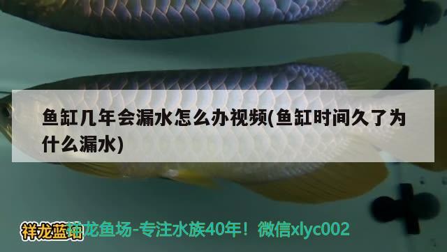 魚缸幾年會漏水怎么辦視頻(魚缸時間久了為什么漏水) 玫瑰銀版魚