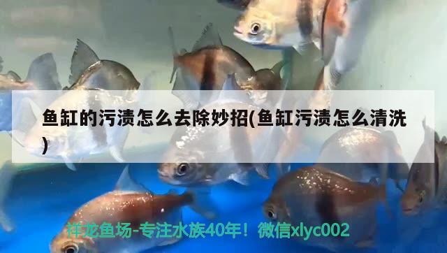 魚缸的污漬怎么去除妙招(魚缸污漬怎么清洗)