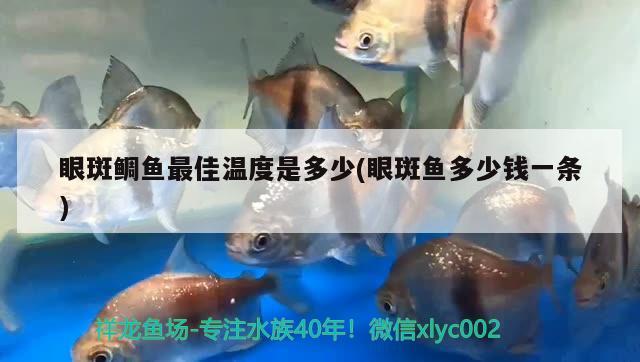 眼斑鯛魚最佳溫度是多少(眼斑魚多少錢一條)