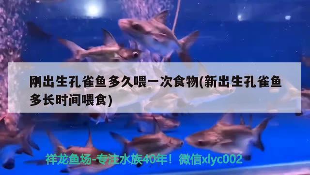 剛出生孔雀魚(yú)多久喂一次食物(新出生孔雀魚(yú)多長(zhǎng)時(shí)間喂食)