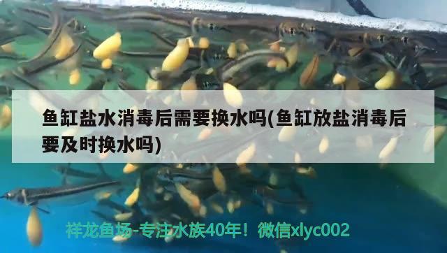 魚缸鹽水消毒后需要換水嗎(魚缸放鹽消毒后要及時換水嗎) 馬拉莫寶石魚