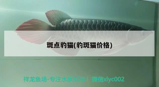 斑點豹貓(豹斑貓價格) 觀賞魚