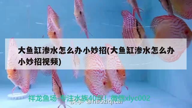 大魚缸滲水怎么辦小妙招(大魚缸滲水怎么辦小妙招視頻) 肺魚