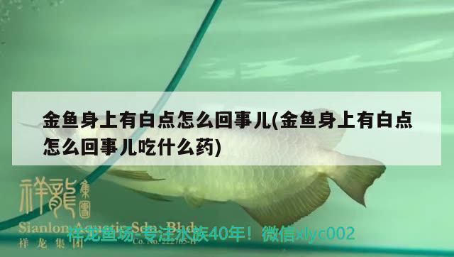 金魚身上有白點(diǎn)怎么回事兒(金魚身上有白點(diǎn)怎么回事兒吃什么藥) 觀賞魚