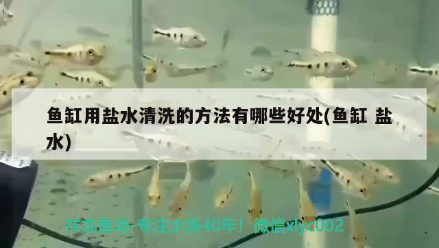 魚缸用鹽水清洗的方法有哪些好處(魚缸鹽水)