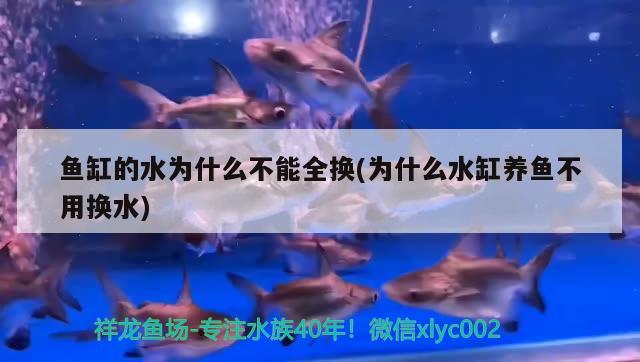 魚缸的水為什么不能全換(為什么水缸養(yǎng)魚不用換水) 朱巴利魚