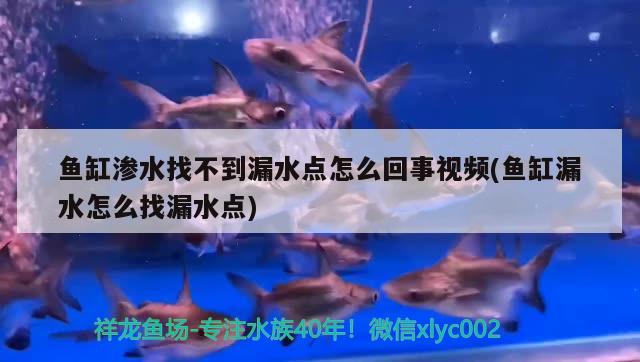 魚缸滲水找不到漏水點怎么回事視頻(魚缸漏水怎么找漏水點) 大嘴鯨魚