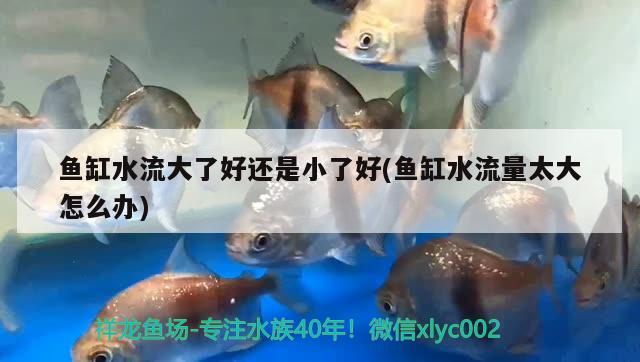 魚(yú)缸水流大了好還是小了好(魚(yú)缸水流量太大怎么辦)