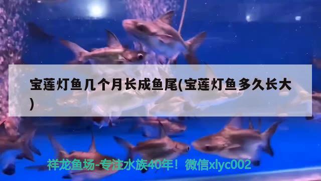 寶蓮燈魚幾個(gè)月長成魚尾(寶蓮燈魚多久長大)