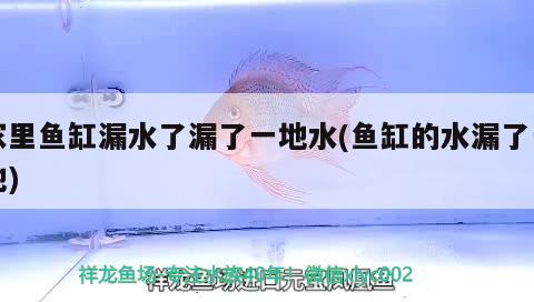 家里魚缸漏水了漏了一地水(魚缸的水漏了一地)