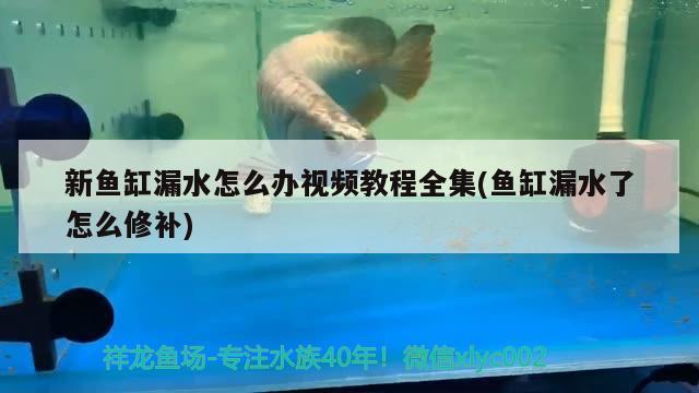 新魚缸漏水怎么辦視頻教程全集(魚缸漏水了怎么修補(bǔ))