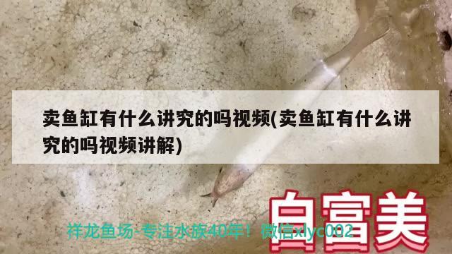 賣魚缸有什么講究的嗎視頻(賣魚缸有什么講究的嗎視頻講解) 除藻劑