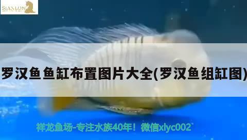 羅漢魚魚缸布置圖片大全(羅漢魚組缸圖) 羅漢魚