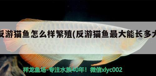 反游貓魚怎么樣繁殖(反游貓魚最大能長多大) 觀賞魚