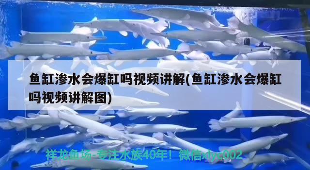 魚缸滲水會爆缸嗎視頻講解(魚缸滲水會爆缸嗎視頻講解圖)