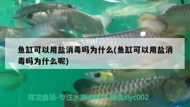 魚缸可以用鹽消毒嗎為什么(魚缸可以用鹽消毒嗎為什么呢) 慈雕魚 第2張