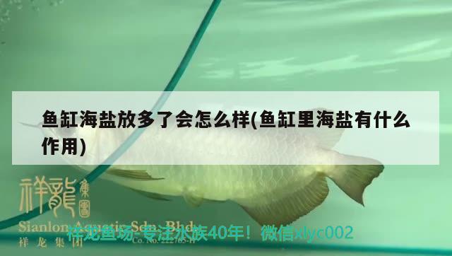 魚缸海鹽放多了會怎么樣(魚缸里海鹽有什么作用)