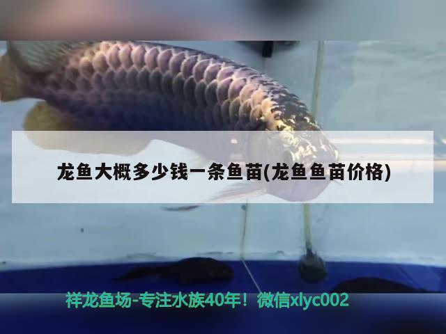 龍魚大概多少錢一條魚苗(龍魚魚苗價(jià)格)