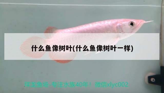 什么魚像樹葉(什么魚像樹葉一樣) 觀賞魚