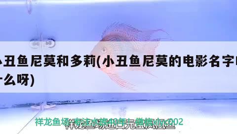 小丑魚尼莫和多莉(小丑魚尼莫的電影名字叫什么呀) 海水魚 第2張