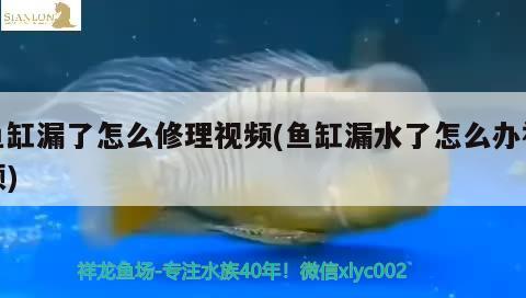 魚缸漏了怎么修理視頻(魚缸漏水了怎么辦視頻)