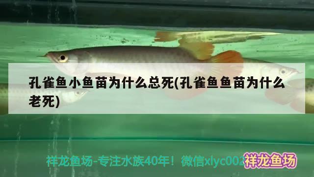 孔雀魚小魚苗為什么總死(孔雀魚魚苗為什么老死)