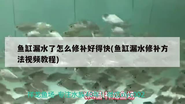 魚缸漏水了怎么修補好得快(魚缸漏水修補方法視頻教程)