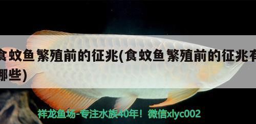 食蚊魚(yú)繁殖前的征兆(食蚊魚(yú)繁殖前的征兆有哪些) 觀賞魚(yú)