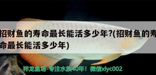 招財(cái)魚的壽命最長(zhǎng)能活多少年?(招財(cái)魚的壽命最長(zhǎng)能活多少年)