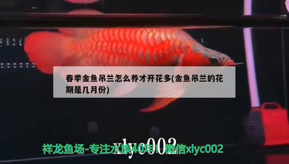 春季金魚吊蘭怎么養(yǎng)才開花多(金魚吊蘭的花期是幾月份)