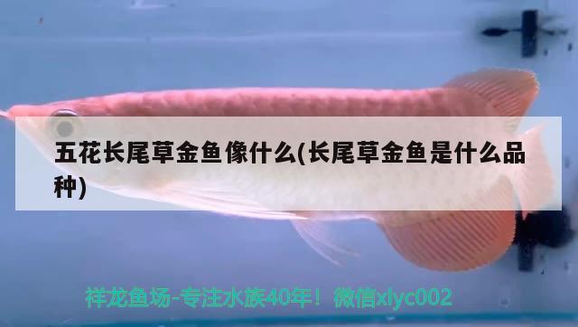 五花長(zhǎng)尾草金魚(yú)像什么(長(zhǎng)尾草金魚(yú)是什么品種) 觀賞魚(yú)