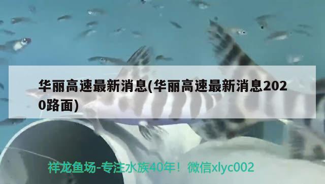 華麗高速最新消息(華麗高速最新消息2020路面) 觀賞魚