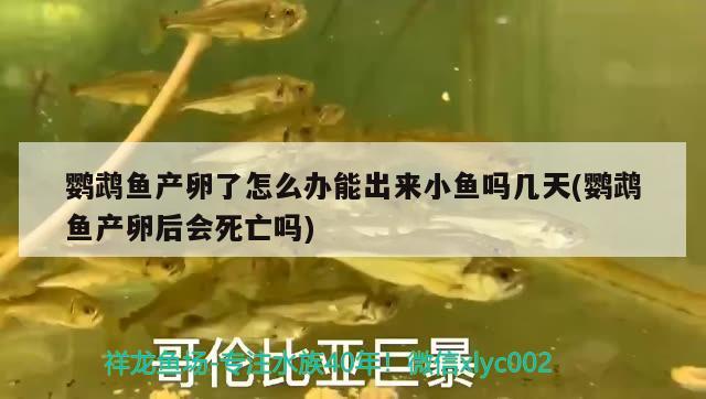 鸚鵡魚產(chǎn)卵了怎么辦能出來小魚嗎幾天(鸚鵡魚產(chǎn)卵后會(huì)死亡嗎)