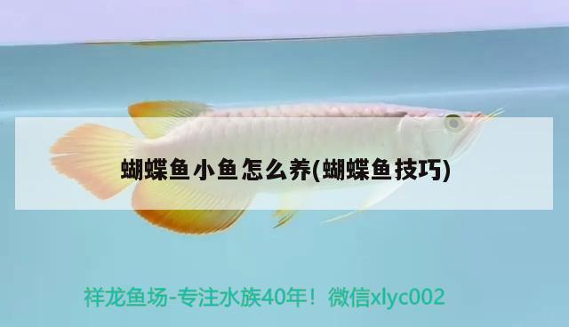 蝴蝶魚小魚怎么養(yǎng)(蝴蝶魚技巧)