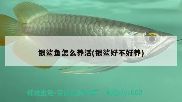 銀鯊魚怎么養(yǎng)活(銀鯊好不好養(yǎng))