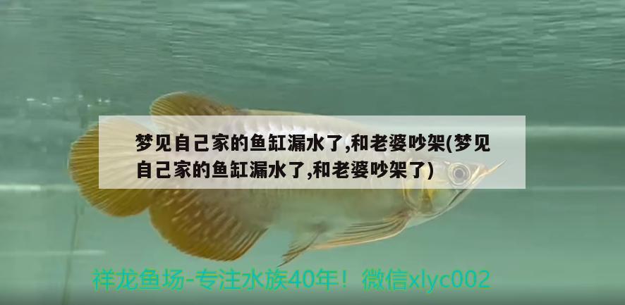 夢見自己家的魚缸漏水了,和老婆吵架(夢見自己家的魚缸漏水了,和老婆吵架了)