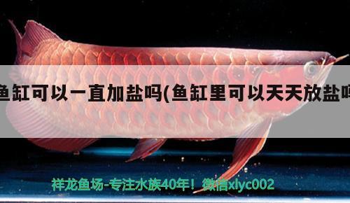 魚缸可以一直加鹽嗎(魚缸里可以天天放鹽嗎)