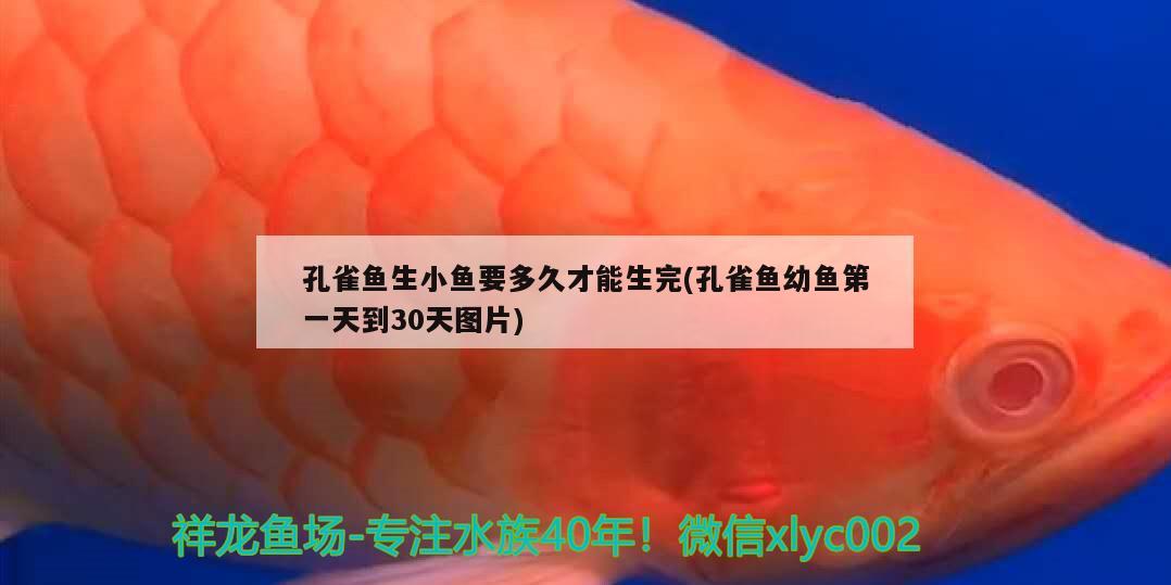 孔雀魚生小魚要多久才能生完(孔雀魚幼魚第一天到30天圖片) 觀賞魚