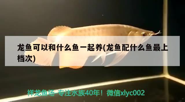 龍魚可以和什么魚一起養(yǎng)(龍魚配什么魚最上檔次)