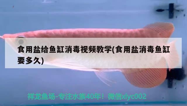 食用鹽給魚缸消毒視頻教學(xué)(食用鹽消毒魚缸要多久)