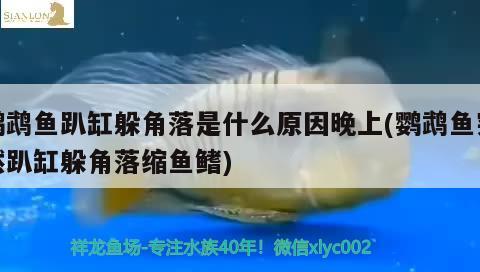 鸚鵡魚趴缸躲角落是什么原因晚上(鸚鵡魚突然趴缸躲角落縮魚鰭) 鸚鵡魚