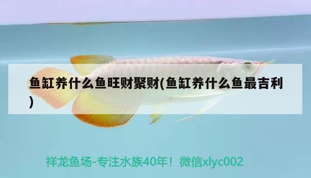 魚缸養(yǎng)什么魚旺財(cái)聚財(cái)(魚缸養(yǎng)什么魚最吉利) 過背金龍魚