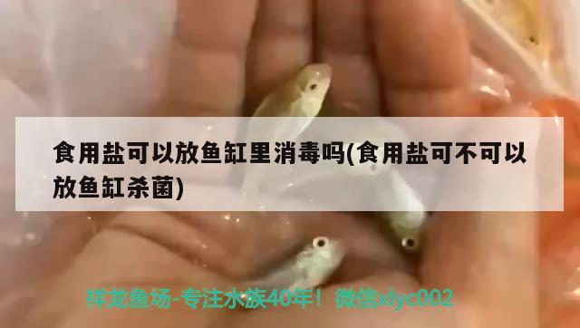 食用鹽可以放魚缸里消毒嗎(食用鹽可不可以放魚缸殺菌) 黑帝王魟魚