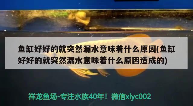 魚缸好好的就突然漏水意味著什么原因(魚缸好好的就突然漏水意味著什么原因造成的)